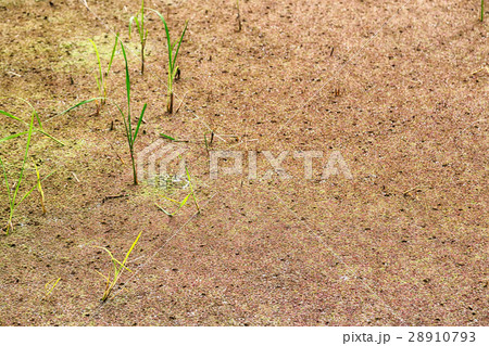 close up of a rice cereal cultivation field close up of a rice cereal cultivation field 28910793