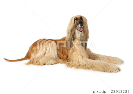 Afghan hound isolated on white 28912285