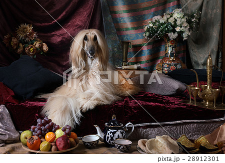 Graceful Afghan lying on the carpet 28912301