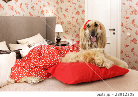 Afghan hound dog lying on the bed 28912308