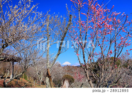 修善寺梅林と富士山 28912893