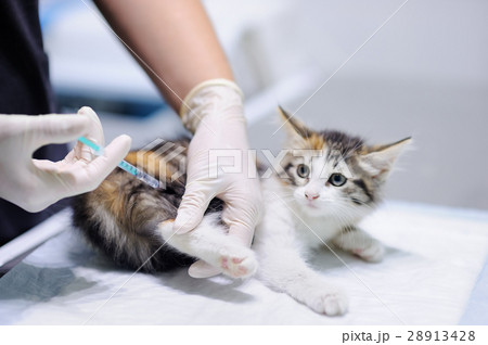 Veterinary doctor giving injection for kitten 28913428