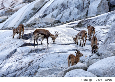 goats 28913890