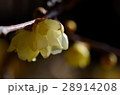 蝋梅 28914208