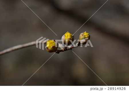 サンシュユの花芽 28914926