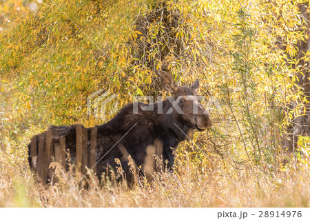 Cow Moose in fall 28914976