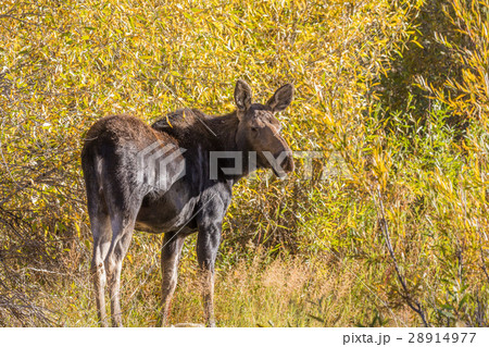 Cow Moose in fall Cow Moose in fall 28914977