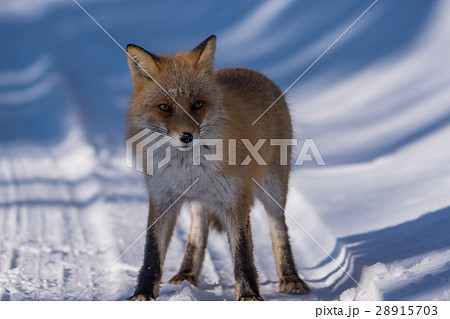 きたきつね きたきつね 28915703