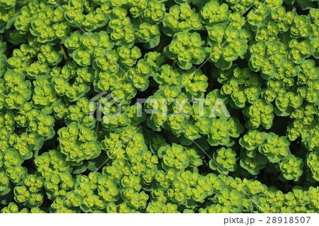 自然　植物　トウダイグサ、春先からニョキニョキ茎を伸ばし大きめの群落を作りました 28918507