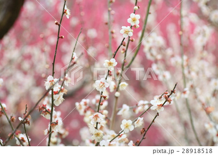 ウメの花 ウメの花 28918518