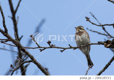 木の枝に止まるカシラダカ 木の枝に止まるカシラダカ 28918551