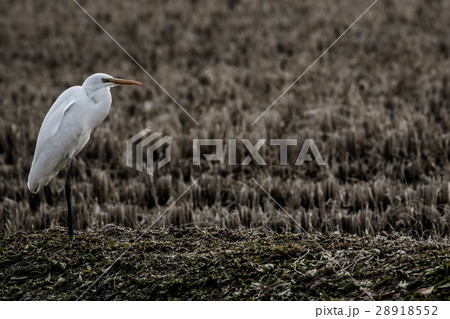 畦道に立つダイサギ 28918552