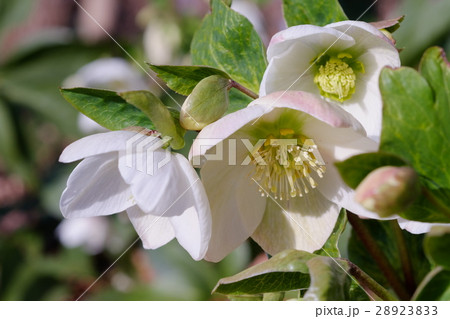 クリスマスローズ 28923833