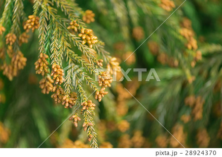 資料_スギ花粉 28924370