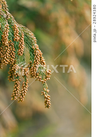 資料_スギ花粉 28924380