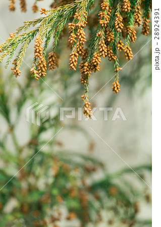 資料_スギ花粉 28924391