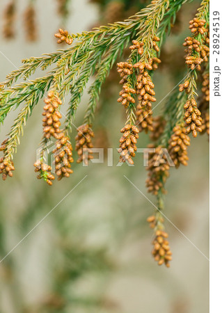 資料_スギ花粉 28924519