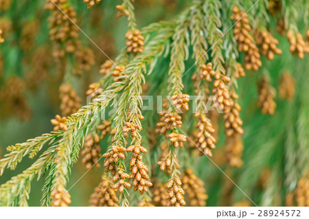 資料_スギ花粉 28924572