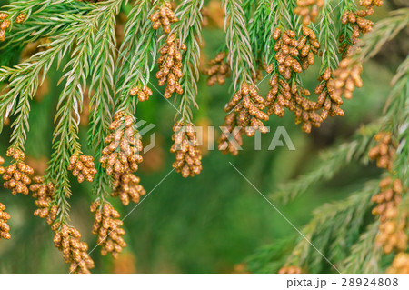資料_スギ花粉 資料_スギ花粉 28924808
