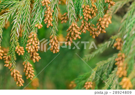 資料_スギ花粉 資料_スギ花粉 28924809