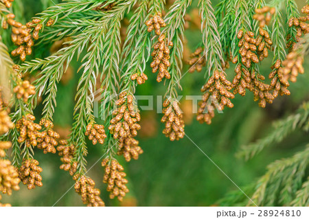資料_スギ花粉 資料_スギ花粉 28924810