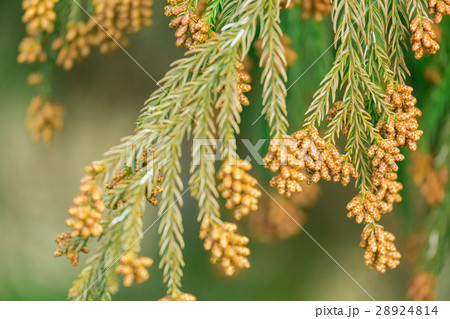 資料_スギ花粉 28924814