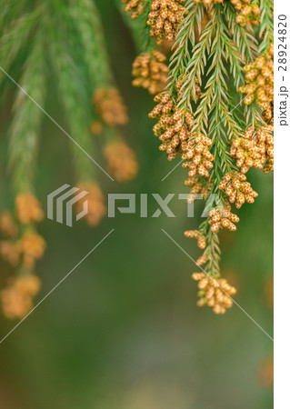 資料_スギ花粉 資料_スギ花粉 28924820