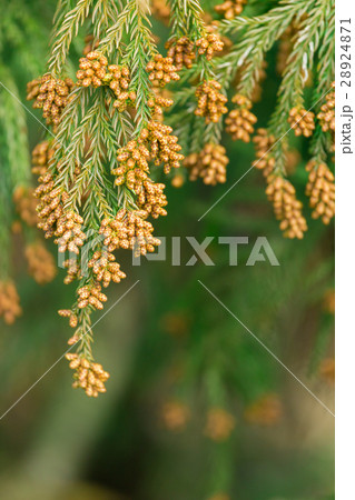 資料_スギ花粉 資料_スギ花粉 28924871