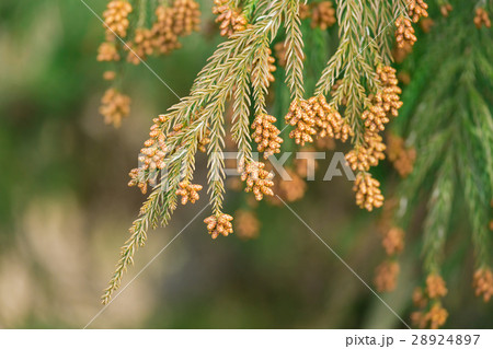 資料_スギ花粉 28924897