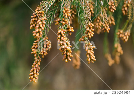 資料_スギ花粉 28924904