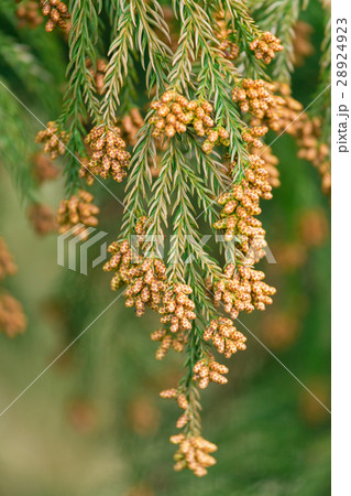 資料_スギ花粉 28924923