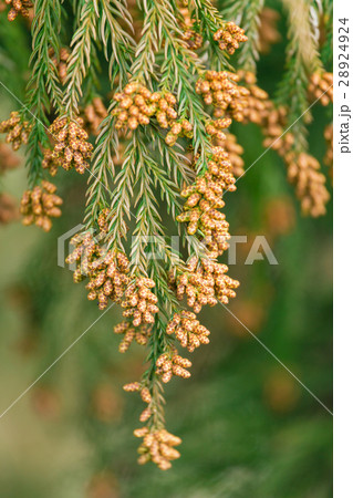 資料_スギ花粉 28924924