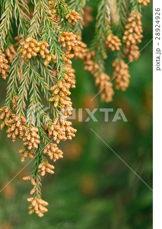 資料_スギ花粉 資料_スギ花粉 28924926