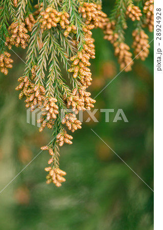 資料_スギ花粉 28924928