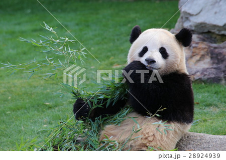 ササを食べるジャイアントパンダ 28924939