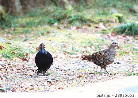 台湾 鳥綱 山地 28925053