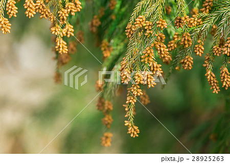 資料_スギ花粉放つ花粉錐 28925263