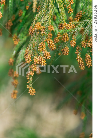 資料_スギ花粉放つ花粉錐 資料_スギ花粉放つ花粉錐 28925266