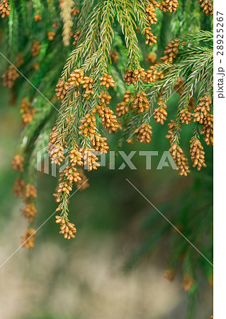 資料_スギ花粉放つ花粉錐 28925267