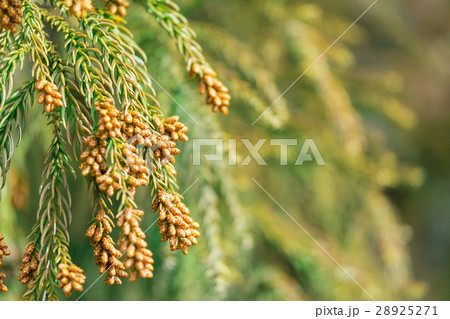 資料_スギ花粉放つ花粉錐 28925271