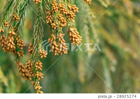 資料_スギ花粉放つ花粉錐 資料_スギ花粉放つ花粉錐 28925274