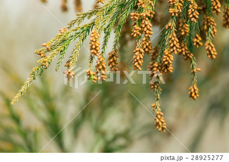 資料_スギ花粉放つ花粉錐 資料_スギ花粉放つ花粉錐 28925277
