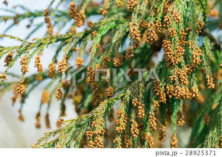 資料_スギ花粉放つ花粉錐 28925371