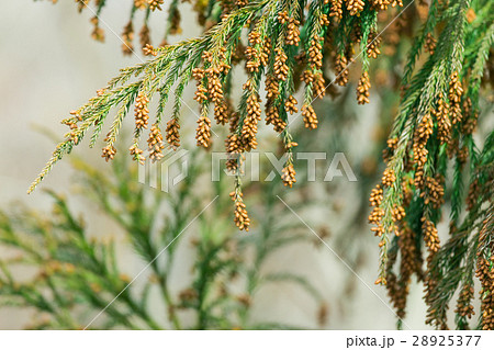 資料_スギ花粉放つ花粉錐 28925377