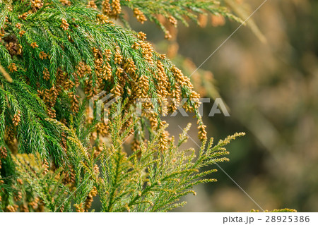 資料_スギ花粉放つ花粉錐 資料_スギ花粉放つ花粉錐 28925386