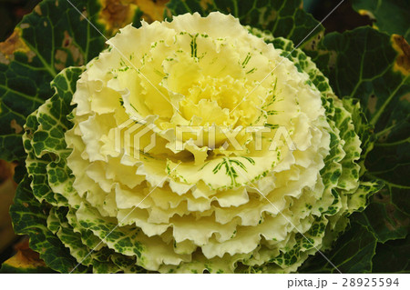 葉牡丹 ハボタン ケール 28925594