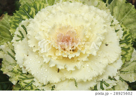 葉牡丹 ハボタン ケール 28925602