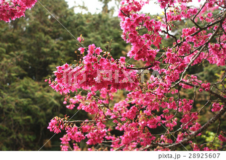 桜 さくら サクラ 28925607