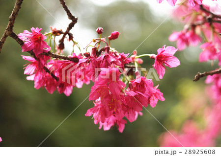 桜 さくら サクラ 28925608