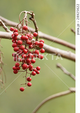 イイギリ 飯桐 いいぎり 28925622